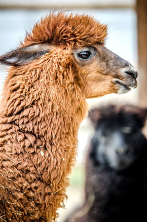 Portrait of a brown llama.の写真素材
