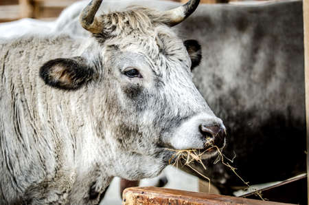 A gray domestic cow eats hay.の写真素材