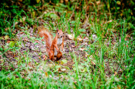 A small red squirrel stands on the back sticks in the grass.の写真素材