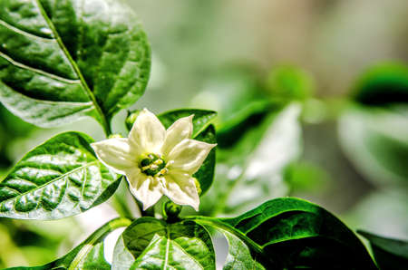 A white flower blossomed on a pepper bush.の写真素材