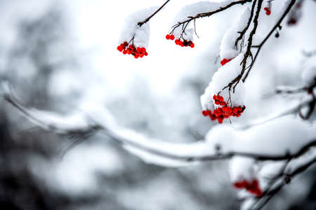 Rowan berries on the branches, covered with snow.の写真素材