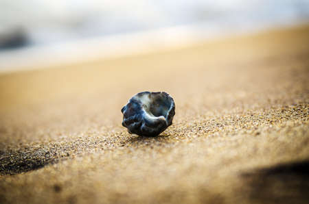 Shell on the sand Kalutara. Sri lankaの写真素材