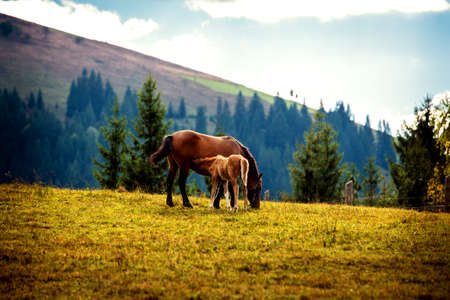 A horse with a foal graze in a meadow in a mountain village. Carpathians. Ukraine.の写真素材