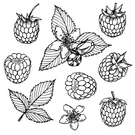 Vector set of raspberry or blackberry clipart. hand drawn berry icon. fruit illustration.のイラスト素材
