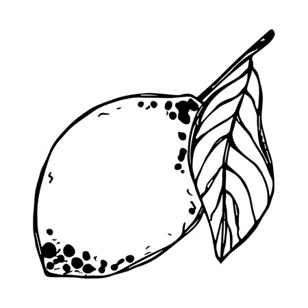 Vector lemon clipart Hand drawn citrus icon Fruit illustration For print, web, design, decorのイラスト素材