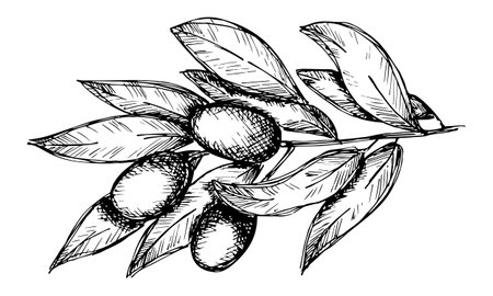 Vector sketch of olive branch Hand drawn olive clipart Eco food illustrationのイラスト素材
