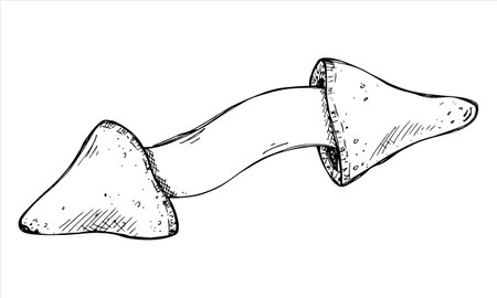 Vector hand drawn chinese fortune cookie clipart Crisp cookie with a blank piece of paper insideのイラスト素材