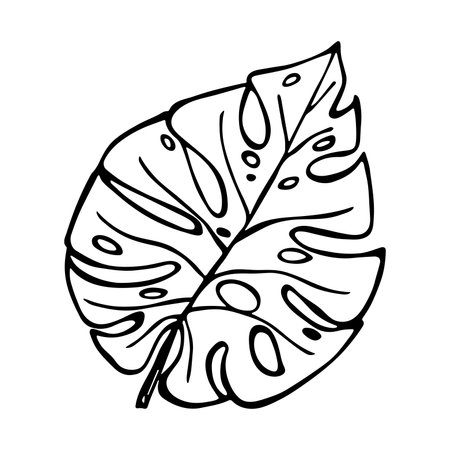 Simple tropical monstera leaf illustration. hand drawn clipart. Botanical doodleのイラスト素材