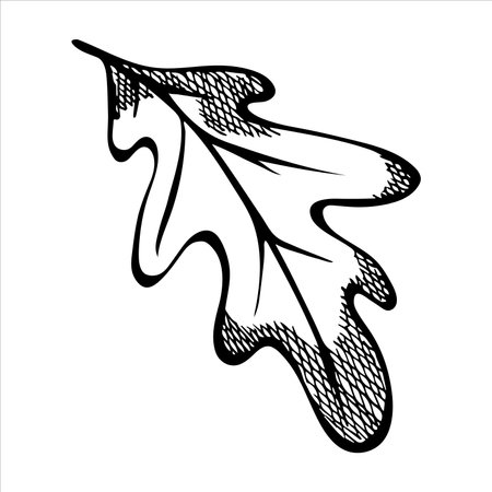 Hand drawn oak leaf. Autumn illustration for print, web, design, decor. Detailed botanical clipartのイラスト素材
