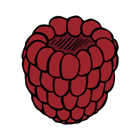 Vector raspberry clipart. Hand drawn berry icon. Fruit illustration. For print, web, design, decor,