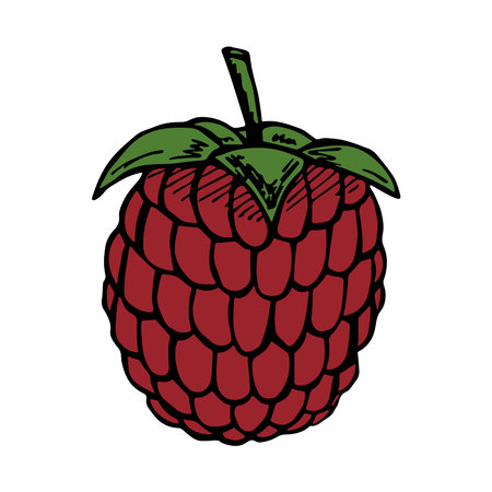 Vector raspberry clipart. Hand drawn berry icon. Fruit illustration. For print, web, design, decor,のイラスト素材