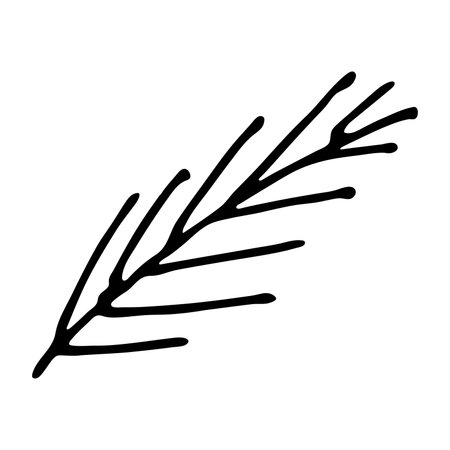 Hand drawn spruce branch clipart. Twig of coniferous tree doodle. Christmas and winter design elementのイラスト素材