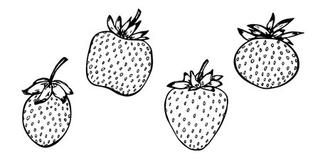 Vector set of strawberry clipart. Hand drawn berry icon. Fruit illustration. For print, web, design, decor, logo.のイラスト素材