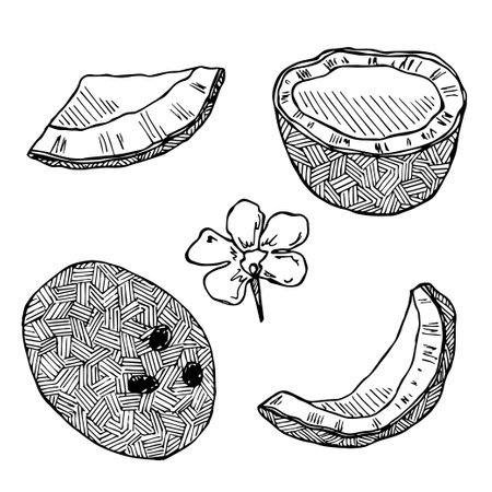 Set of clipart coconuts. Hand drawn nut icon. tropical illustration. For print, web, design, decorのイラスト素材