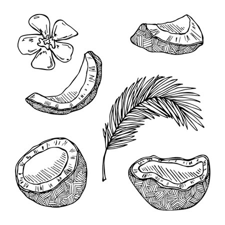 Set of clipart coconuts. Hand drawn nut icon. tropical illustration. For print, web, design, decorのイラスト素材