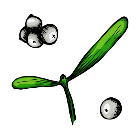 Hand drawn Christmas and New Year clipart. Mistletoe twigs with berries. Holiday illustrationのイラスト素材
