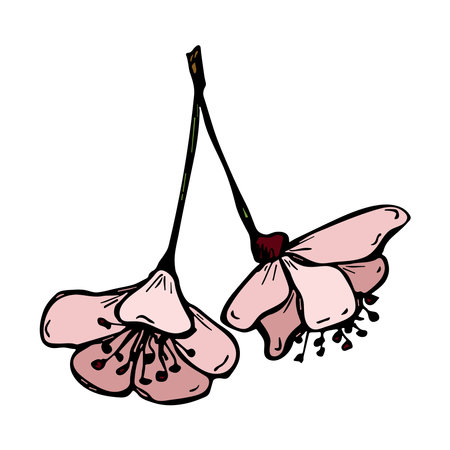 Vector cherry flower clipart. Hand drawn blossom illustrationのイラスト素材