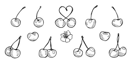 Vector cherry clipart. Hand drawn berry icon. Set of fruit illustrationのイラスト素材