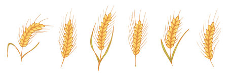 Vector hand drawn wheat doodle illustration. Cute harvest clipart. Farm market product.のイラスト素材