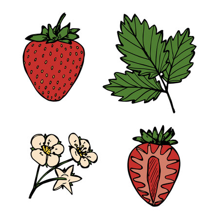 Vector set of strawberry clipart. Hand drawn berry icon. Fruit illustration. For print, web, design, decor, logo.のイラスト素材