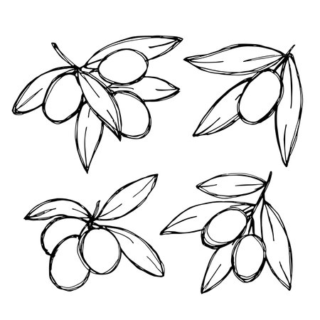 Vector sketch of olive branch. Hand drawn outline clipart set. Eco food illustrationのイラスト素材