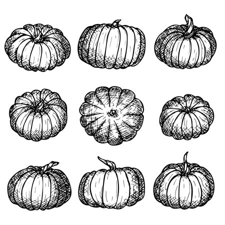 Vector set of hand drawn pumpkin illustration. Vegetable harvest clipart. Farm market productのイラスト素材