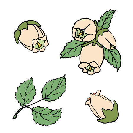 Vector blueberry leaves and flower clipart. Hand drawn plant illustration. For print, web, design, decor, logo.のイラスト素材