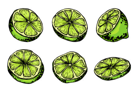 Vector lime clipart. Hand drawn citrus set. Fruit illustration. For print, web, design, decorのイラスト素材