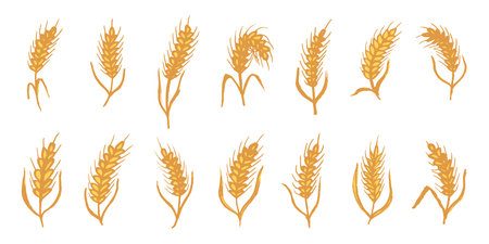 Set of hand drawn cereal wheat oat rye barley rice ears spikelet clipart Organic wheat bread agriculture farming harvest healthy food Single element for design print packaging label decorのイラスト素材
