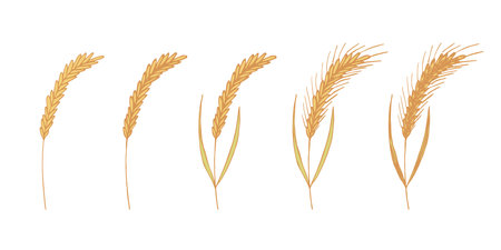 Set of hand drawn cereal wheat oat rye barley rice ears spikelet clipart Organic wheat bread agriculture farming harvest healthy food Single element for design print packaging label decorのイラスト素材