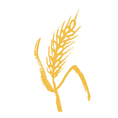 Hand drawn cereal wheat oat rye barley rice ears spikelet clipart Organic wheat bread agriculture farming harvest healthy food Single element for print packaging label design decorのイラスト素材