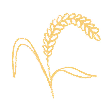 Hand drawn cereal wheat oat rye barley rice ears spikelet clipart Organic wheat bread agriculture farming harvest healthy food Single element for print packaging label design decorのイラスト素材