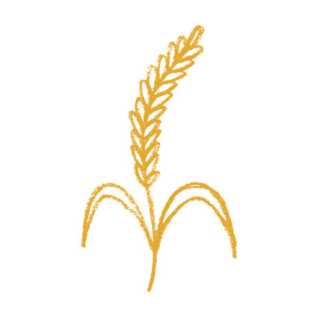 Hand drawn cereal wheat oat rye barley rice ears spikelet clipart Organic wheat bread agriculture farming harvest healthy food Single element for print packaging label design decorのイラスト素材