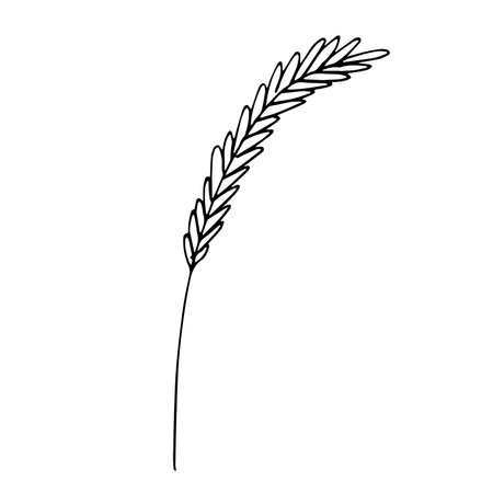 Hand drawn cereal wheat oat rye barley rice ears spikelet clipart Organic wheat bread agriculture farming harvest healthy food Single element for print packaging label design decorのイラスト素材