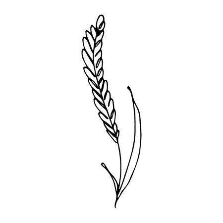 Hand drawn cereal wheat oat rye barley rice ears spikelet clipart Organic wheat bread agriculture farming harvest healthy food Single element for print packaging label design decorのイラスト素材