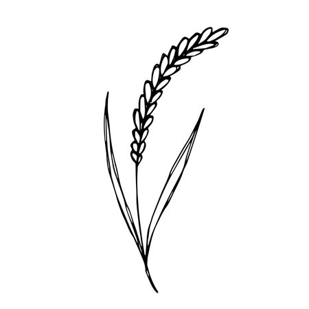 Hand drawn cereal wheat oat rye barley rice ears spikelet clipart Organic wheat bread agriculture farming harvest healthy food Single element for print packaging label design decorのイラスト素材
