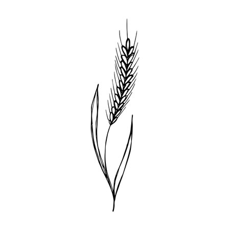 Hand drawn cereal wheat oat rye barley rice ears spikelet clipart Organic wheat bread agriculture farming harvest healthy food Single element for print packaging label design decorのイラスト素材