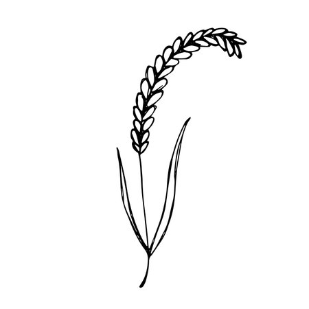 Hand drawn cereal wheat oat rye barley rice ears spikelet clipart Organic wheat bread agriculture farming harvest healthy food Single element for print packaging label design decorのイラスト素材