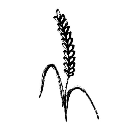 Hand drawn cereal wheat oat rye barley rice ears spikelet clipart Organic wheat bread agriculture farming harvest healthy food Single element for print packaging label design decorのイラスト素材
