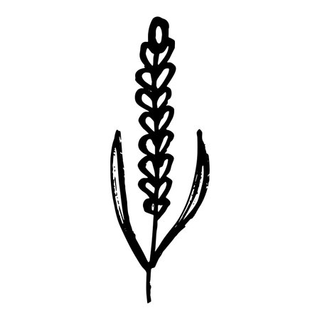 Hand drawn cereal wheat oat rye barley rice ears spikelet clipart Organic wheat bread agriculture farming harvest healthy food Single element for print packaging label design decorのイラスト素材