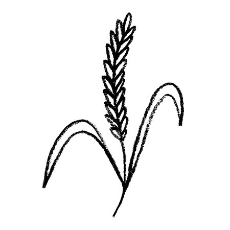 Hand drawn cereal wheat oat rye barley rice ears spikelet clipart Organic wheat bread agriculture farming harvest healthy food Single element for print packaging label design decorのイラスト素材