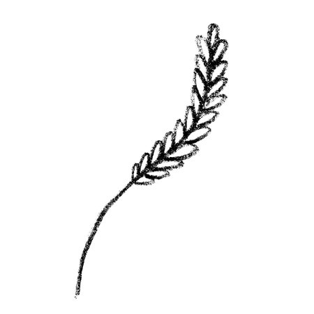 Hand drawn cereal wheat oat rye barley rice ears spikelet clipart Organic wheat bread agriculture farming harvest healthy food Single element for print packaging label design decorのイラスト素材