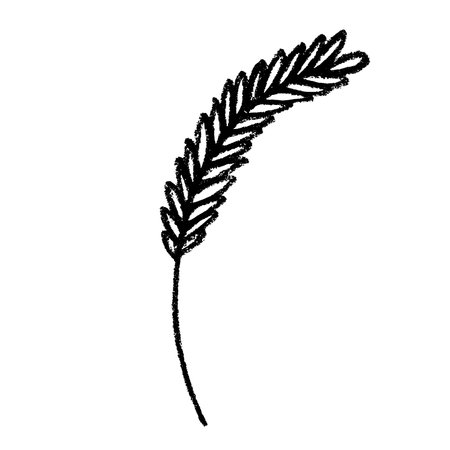 Hand drawn cereal wheat oat rye barley rice ears spikelet clipart Organic wheat bread agriculture farming harvest healthy food Single element for print packaging label design decorのイラスト素材