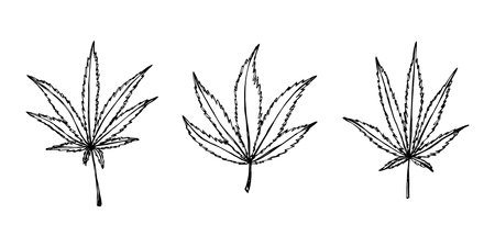 Set of hand drawn cannabis leaf Medicine marijuana Hemp leaves clipart in doodle style Single element for print, web, design, decorのイラスト素材