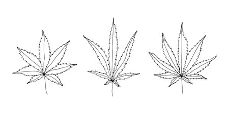Set of hand drawn cannabis leaf Medicine marijuana Hemp leaves clipart in doodle style Single element for print, web, design, decorのイラスト素材