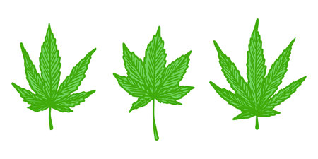 Set of hand drawn cannabis leaf Medicine marijuana Hemp leaves clipart in doodle style Single element for print, web, design, decorのイラスト素材