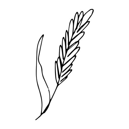 Hand drawn cereal wheat oat rye barley rice ears spikelet clipart Organic wheat bread agriculture farming harvest healthy food Single element for print packaging label design decorのイラスト素材