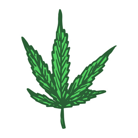 Hand drawn cannabis leaf Medicine marijuana Hemp leaves clipart in doodle style Single element for print, web, design, decorのイラスト素材