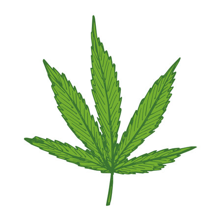 Hand drawn cannabis leaf Medicine marijuana Hemp leaves clipart in doodle style Single element for print, web, design, decorのイラスト素材