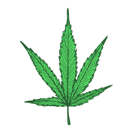Hand drawn cannabis leaf Medicine marijuana Hemp leaves clipart in doodle style Single element for print, web, design, decorのイラスト素材